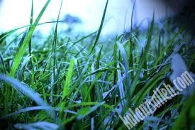 images_060